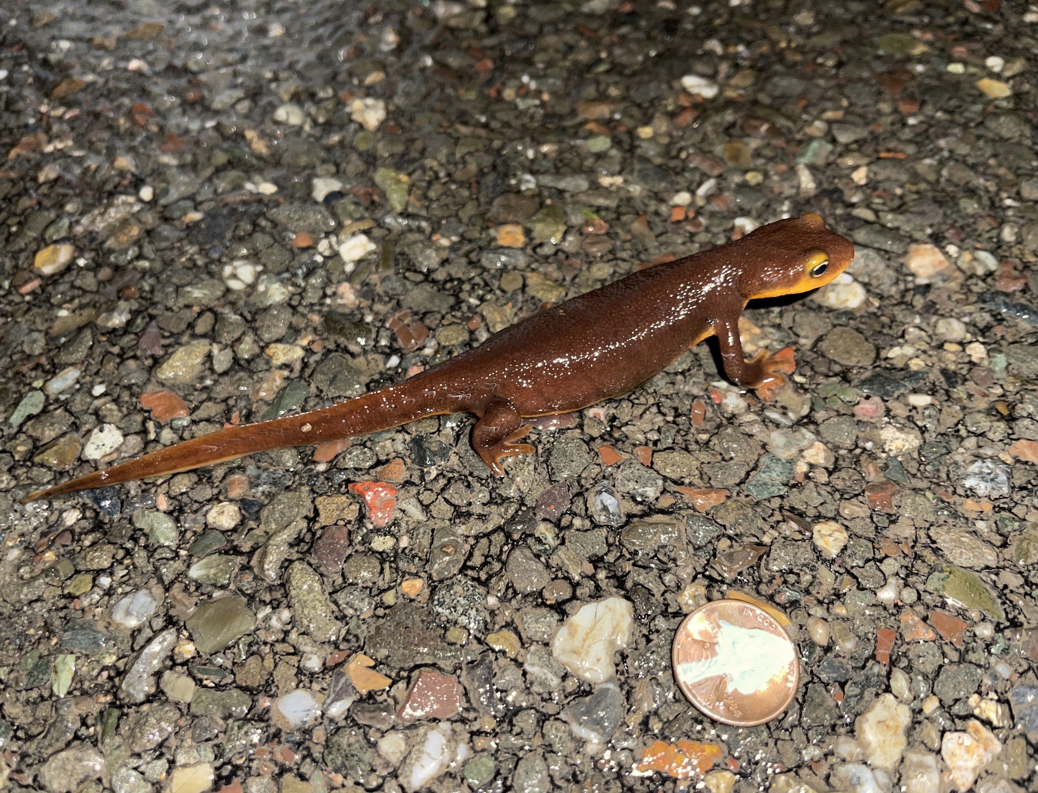 Taricha torosa (Rathke, 1833)