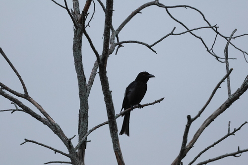 Spangled Drongo (Dicrurus bracteatus)