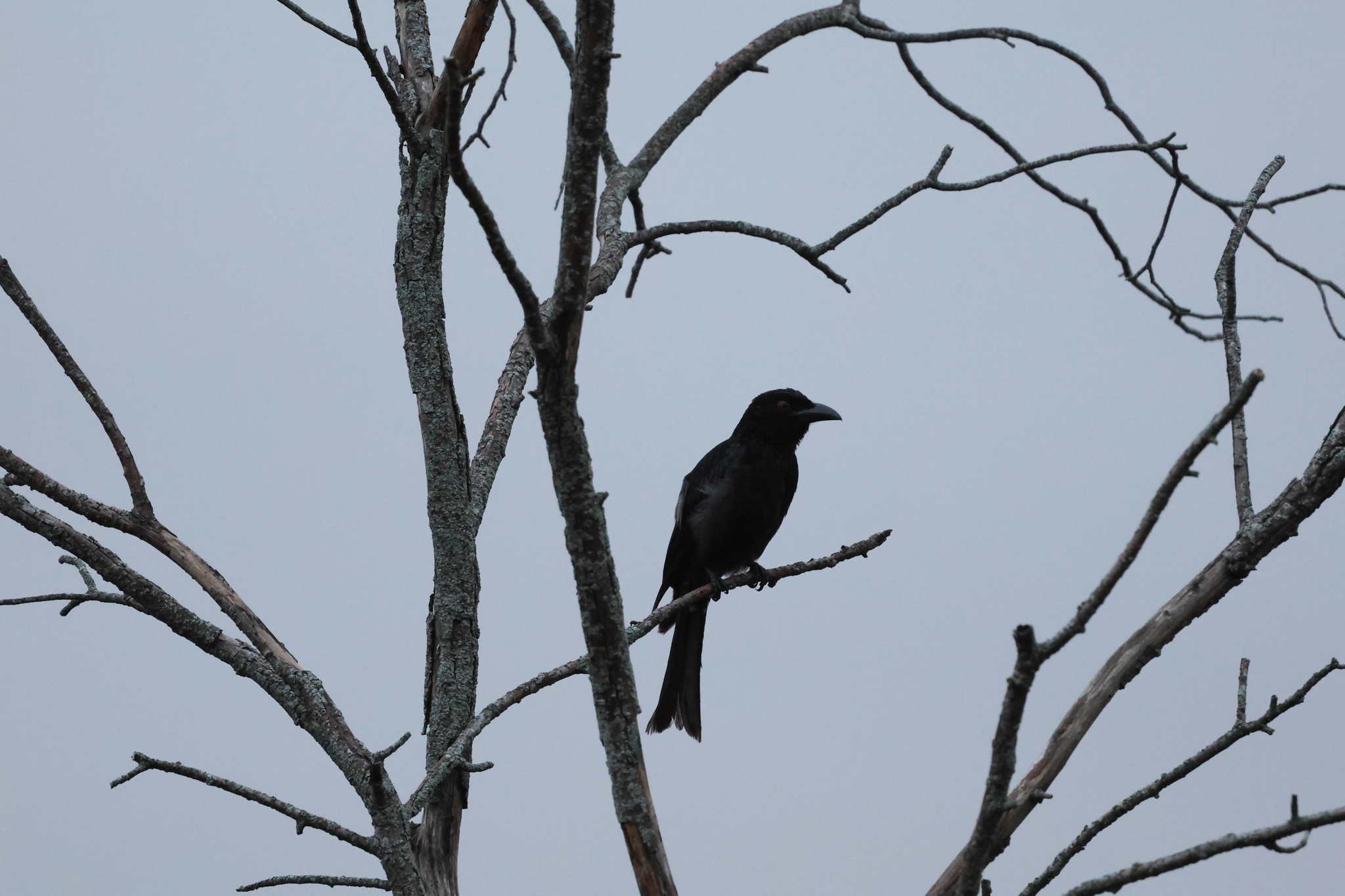 Spangled Drongo (Dicrurus bracteatus), photo 1