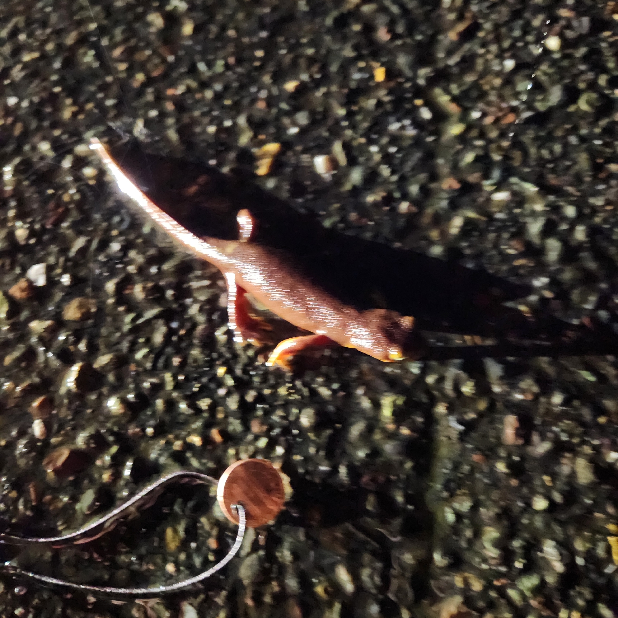 Taricha torosa (Rathke, 1833)