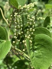 Dioscorea cotinifolia