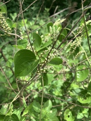 Dioscorea cotinifolia