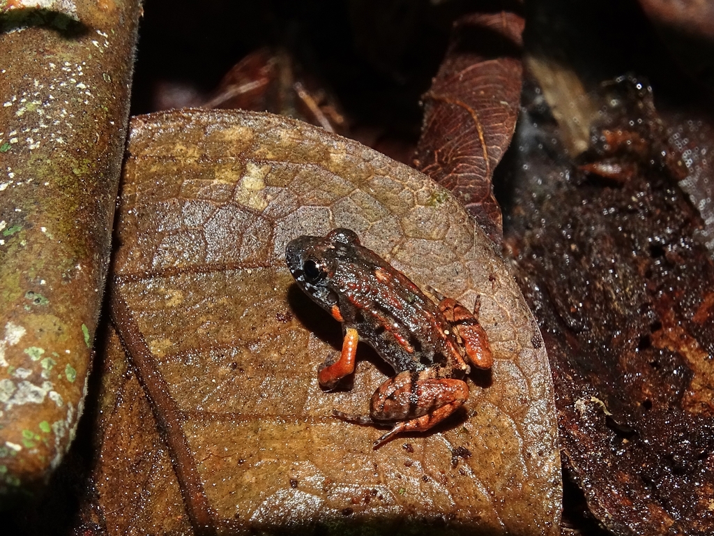 Segakiato Tropical Bullfrog