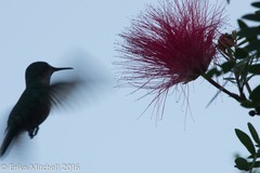 Orthorhyncus cristatus