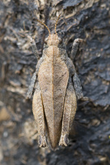 Tetrix bipunctata