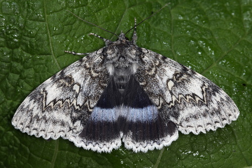 Blue Underwing