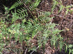 Pteridium caudatum