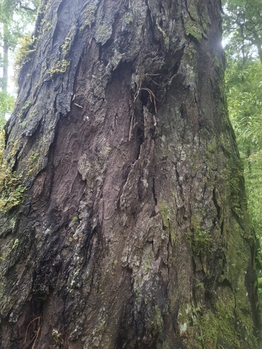 Dacrydium cupressinum