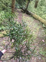 Notelaea neolanceolata