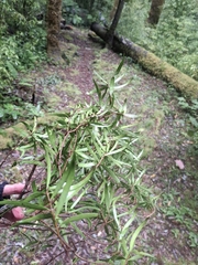 John Barnett, CC0, iNaturalist via GBIF Notelaea neolanceolata, photograph John Barnett, CC0, iNaturalist via GBIF