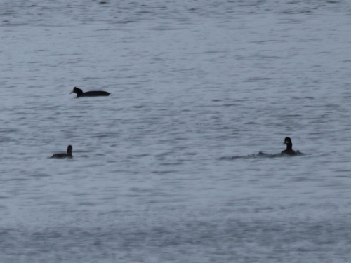 Bufflehead photographed in Hawaii