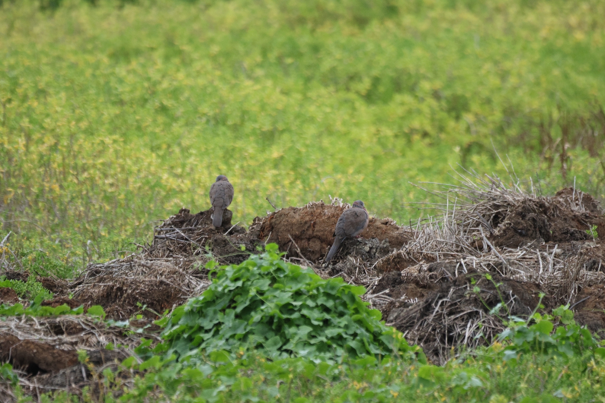 Spotted Dove (Spilopelia chinensis), photo 1