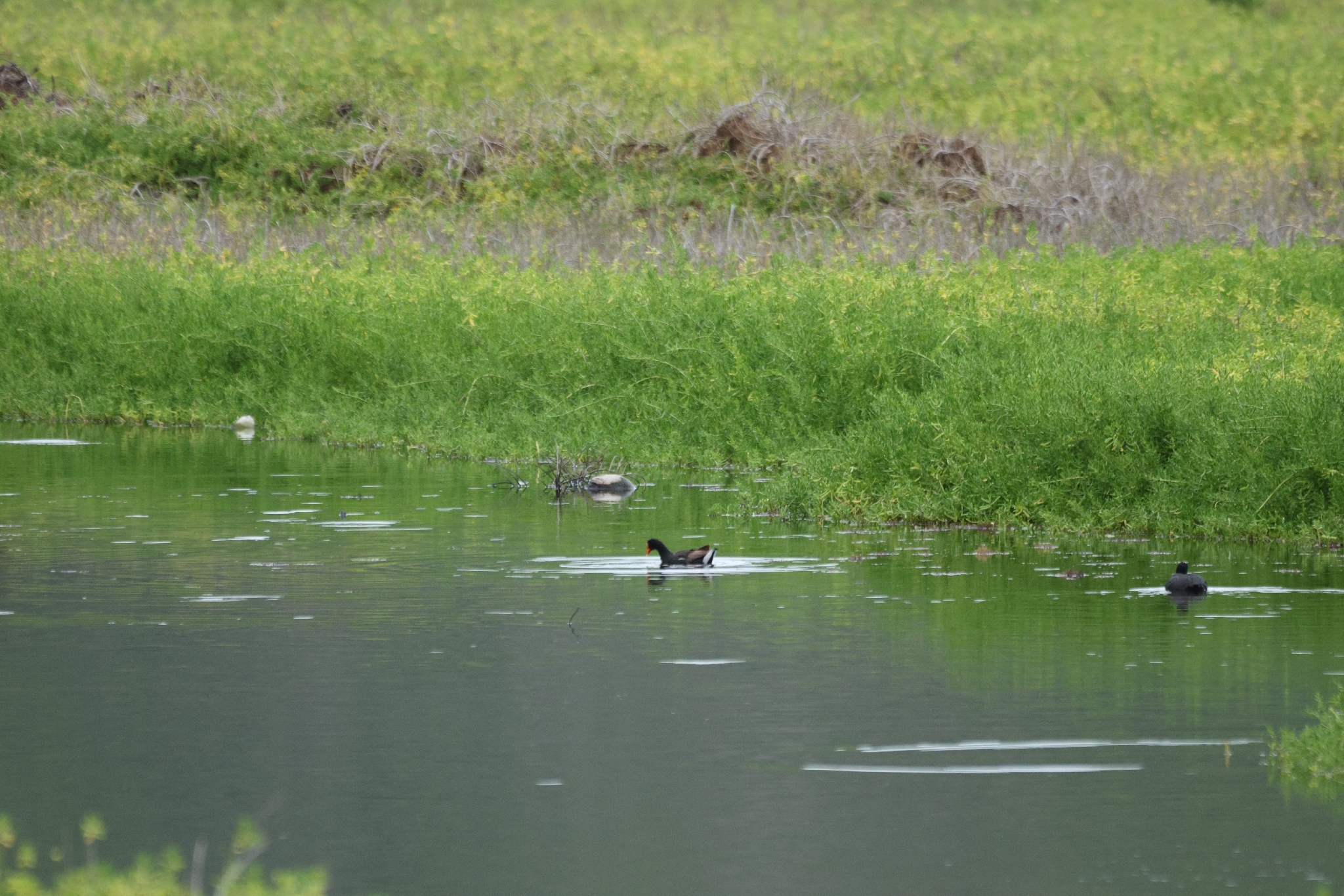 Common Moorhen (Gallinula chloropus), photo 10