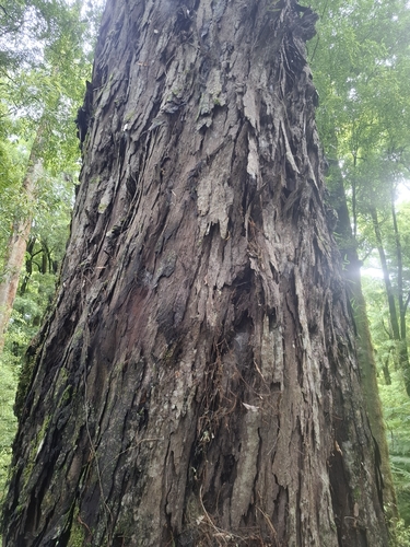 Dacrydium cupressinum