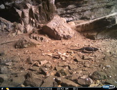Iguanidae