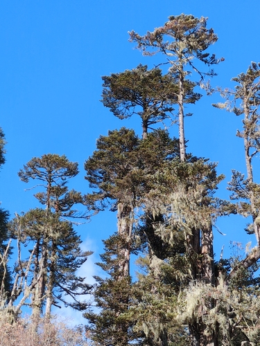 Sikkim fir (Abies densa)