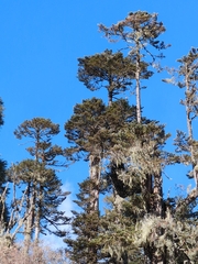 Abies densa, photograph author not stated, no rights reserved