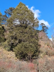 Tsuga dumosa, photograph author not stated, no rights reserved