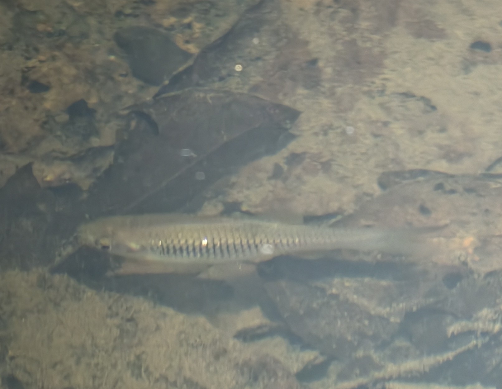 Nodoa Minnow photo 6