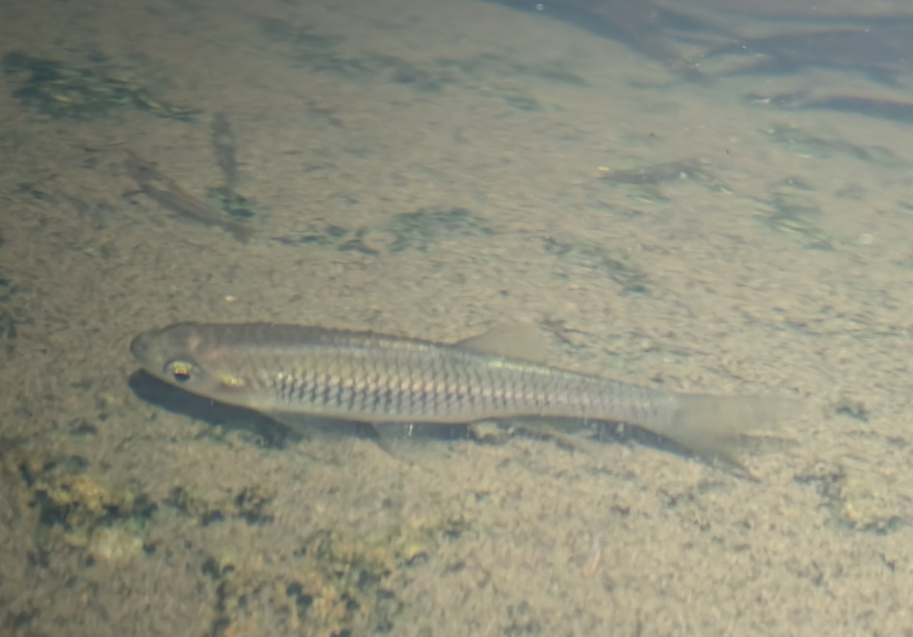Nodoa Minnow photo 7