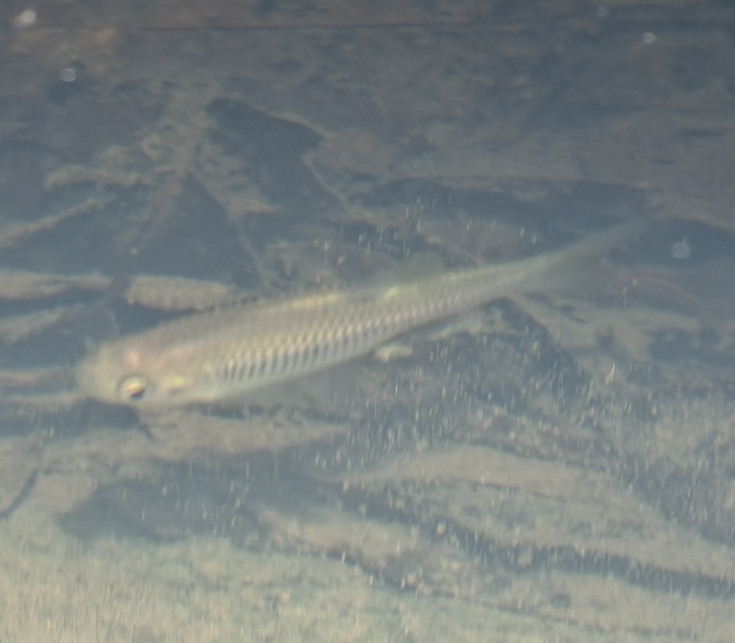 Nodoa Minnow photo 8