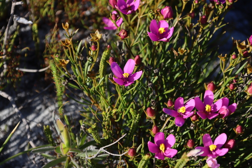 Chironia linoides, photograph 6
