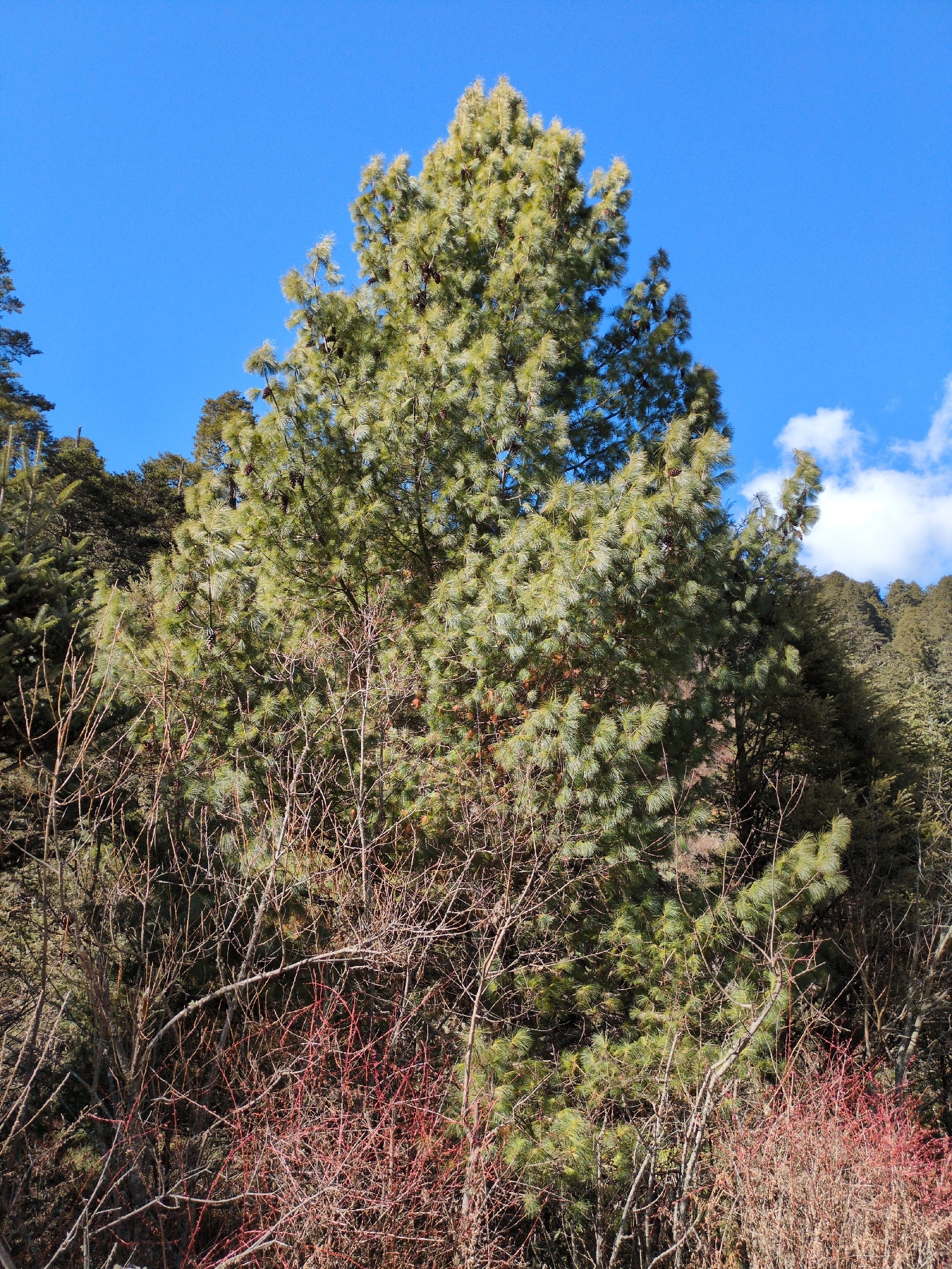 Himalayan white pine