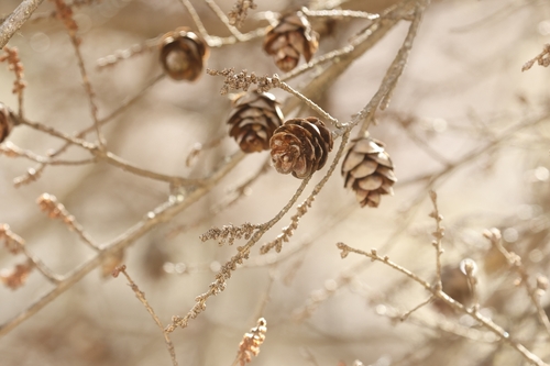 Tsuga dumosa, photograph 2