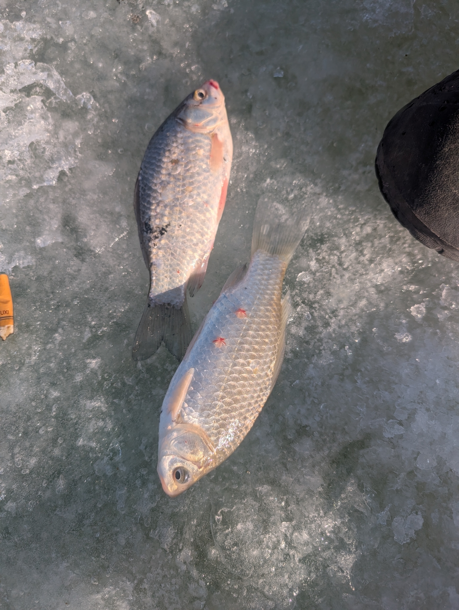 Carassius auratus