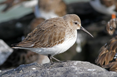 Dunlin photo 5