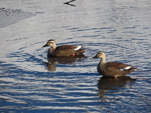 Eastern Spot-billed Duck (Anas zonorhyncha), photo 6