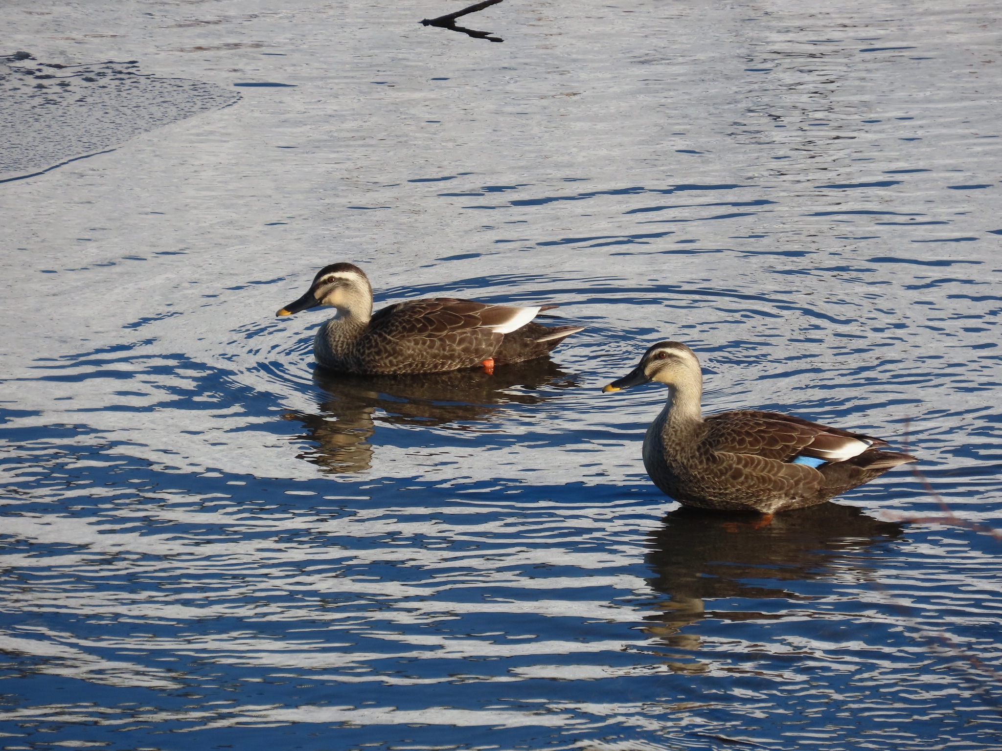 Eastern Spot-billed Duck (Anas zonorhyncha), photo 6