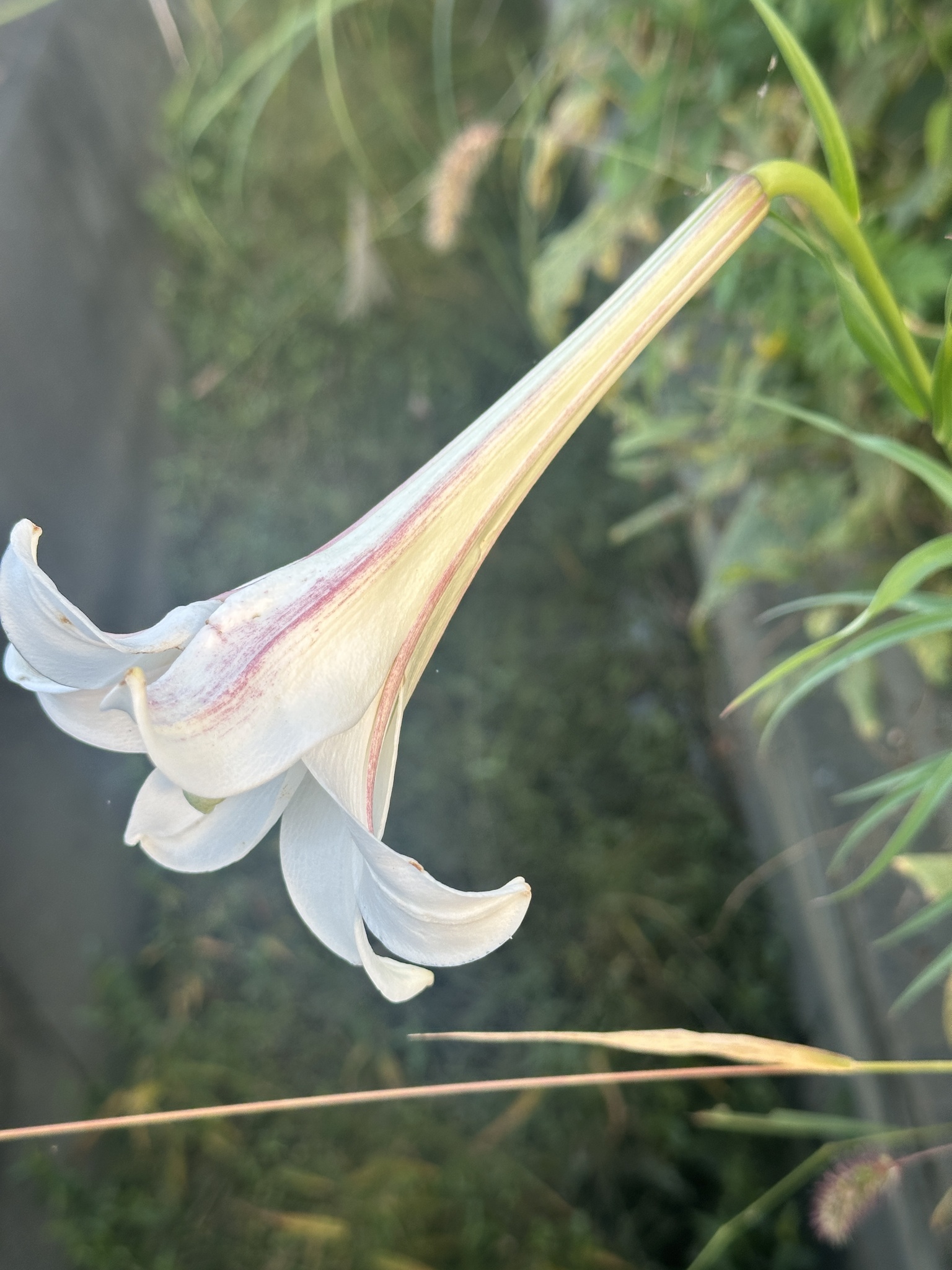 Formosa Lily (Lilium formosanum)