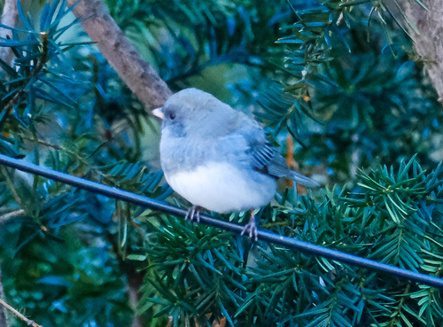 Dark-eyed Junco (Junco hyemalis), photo 4