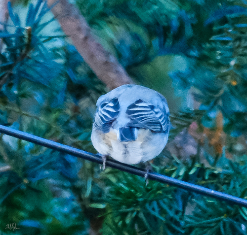 Dark-eyed Junco (Junco hyemalis), photo 3