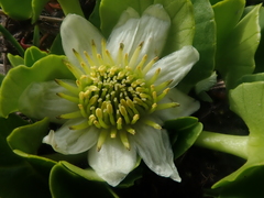 Caltha sagittata