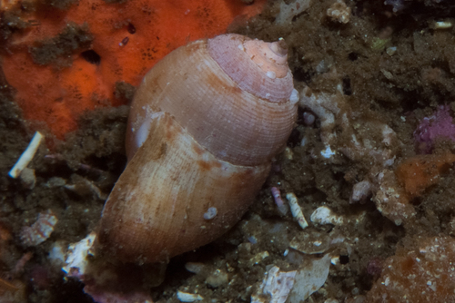Demoulia ventricosa observed 2025-12-30