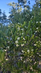 Jacquinia keyensis, photograph (c) Ben Gruhot, some rights reserved (CC BY)