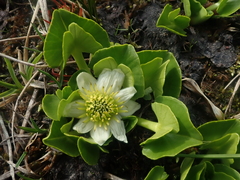 Caltha sagittata
