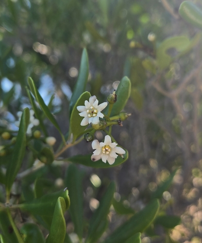 Jacquinia keyensis, photograph 4