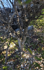 Jacquinia keyensis, photograph (c) Ben Gruhot, some rights reserved (CC BY)