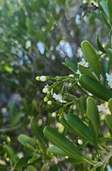 Jacquinia keyensis, photograph (c) Ben Gruhot, some rights reserved (CC BY)