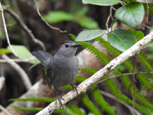 Dumetella carolinensis image