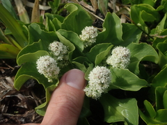 Valeriana macrorhiza