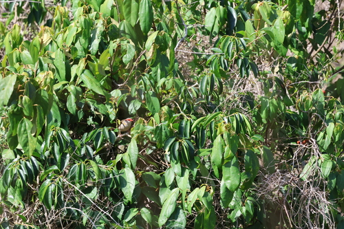 Red-browed Finch (Neochmia temporalis), photo 2