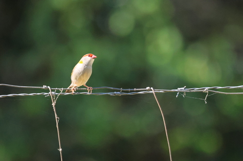 Red-browed Finch (Neochmia temporalis), photo 1