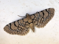 Eupithecia venosata