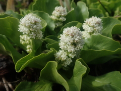 Valeriana macrorhiza