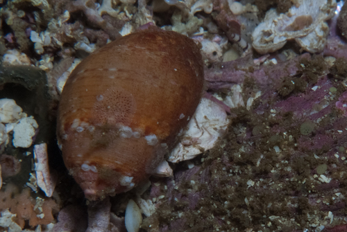 Demoulia ventricosa observed 2025-12-30