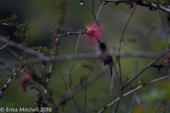 Orthorhyncus cristatus